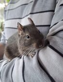 1 Degu sucht ein neues Zuhause in 44532