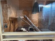 Terrarium inkl. Bartagame 100€ - Haiger