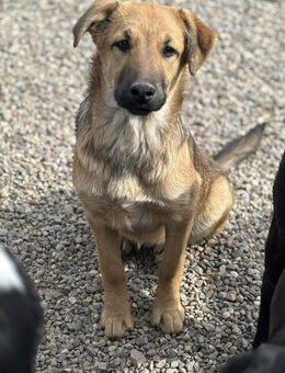 Arwen- sucht ihr Perfect-Match - Celle