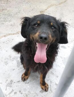 Nolan . ein toller Hund - Höchst (Odenwald)