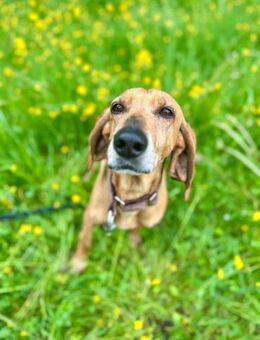 Mimika, verspielte Hundedame, 9J 83242 - Vaterstetten