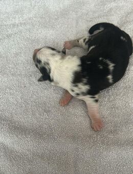 Aussiedor Welpen black- Merle, blue Merle, Kunterbunt - Salzgitter