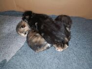 2 Kitten zu verkaufen (Schwarzfuß Mischling) - Düsseldorf