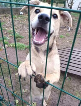 Fröhlicher Bruno möchte Gas geben - Berlin