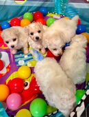 reinrassige Bichon Frise Welpen Ahnentafel & Starterpaket in 26871