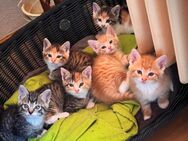 Verkaufe 3 babykatzen suchen ein freundliches Zuhause - Sankt Egidien