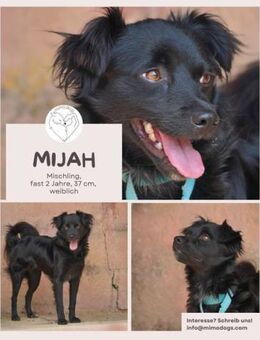 Mijah: Herzenshündin sucht ihr Zuhause - Brühl (Nordrhein-Westfalen)