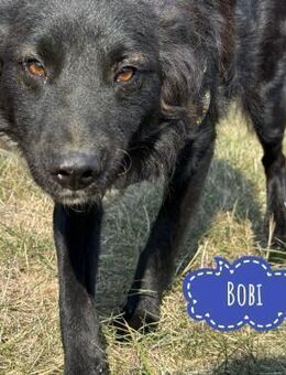 Bobi ein wundervoller Rüde - Flörsheim-Dalsheim