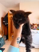 Main Coon/ Bkh Kater schwarz 10 Wochen alt in 97450