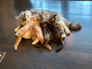 Süße Main Coon Kitten abzugeben - Leuna