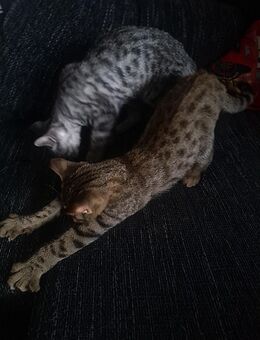 Traumhafte Bengal Katzen – ab sofort abzugeben - Lauffen (Neckar)