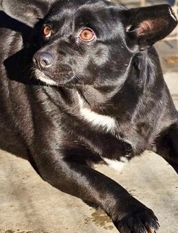 KAMILLA - 38 cm, süß und sozial - Weilheim (Oberbayern)