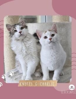 Katerchen Knuffi und Charlie sind bereit - Lalendorf