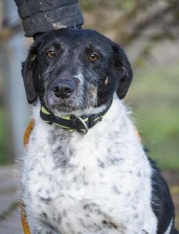 Pöttyös trauert um ihren Besitzer - Puchheim