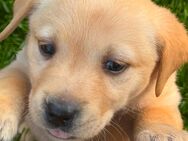Labrador Welpen - Südbrookmerland