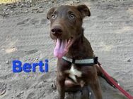 Berti sucht ein Zuhause - Elsenfeld