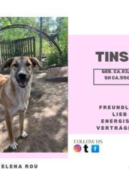 Tinsel - Rambin