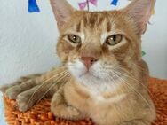 Junger roter Benito sucht sein Home - Bad Camberg
