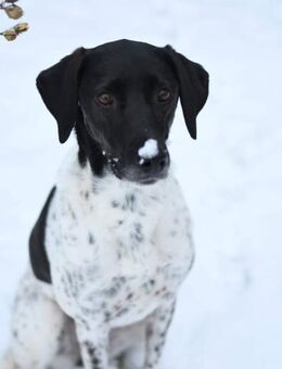 Herzenshündin Nina - Wettenberg