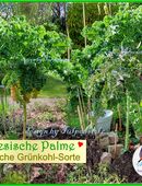 ♥ Ostfriesische Palme,alte Grünkohl Sorte,Samen,Rarität Tulpenstolz,samenfest winterhart in 22457