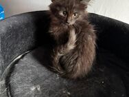 Maine Coon XXL Kitten dürfen ausziehen - Essen