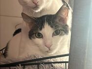Norbert und Ryan aus dem Tierschutz - Grevenbroich
