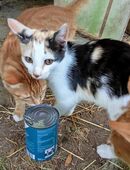 Bunte Miez Lina sucht ein eigenes Reich in 09629