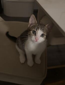 Baby Katzen abzugeben - Düsseldorf