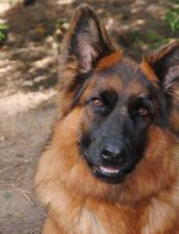 Gina sucht hunderfahrene Menschen - Berlin