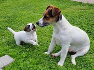 Jack Russell Terrier Welpe - Dermbach