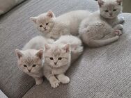 5 kleine BKH Kitten ab sofort in liebevolle Familien abzugegeben - Bretten Zentrum