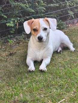 Jack Russel Beagle Mix zu verkaufen - Halle (Saale)