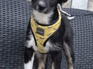 ❤️ Laila sucht eine liebevolle Familie❣️ - Bissingen
