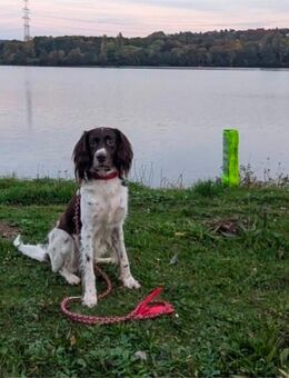 Deckrüde Kl. Münsterländer - Schwerte (Hansestadt an der Ruhr)