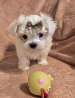 Malteser Puppy - Oberhausen