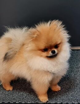 Pomeranian mit Ahnentafel - Straßkirchen