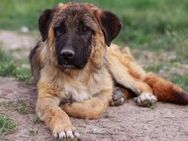 Herz und Heimat für Victoria gesucht - München