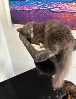 Main coon Perser mix - Luckenwalde