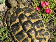 5 griechische Landschildkröten Weibchen, eigene NZ 2007 + 2008, jeweils einzeln abzugeben - Göppingen