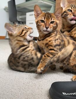 Reinrassige Bengalkitten suchen neues Zuhause - Ludwigshafen (Rhein)