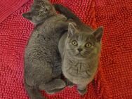 2x Jungs reinrassig BKH Kitten - Werlte