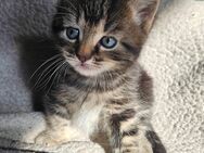 Kleiner Kater sucht zuhause - Duisburg