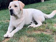 Reinrassige Labrador Welpen - Bergheim (Nordrhein-Westfalen)