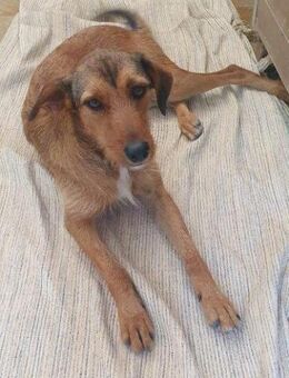 Manila; wartet schon sein ganzes Leben - Geilenkirchen