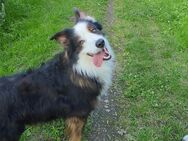 Australian Shepherd - Osterrönfeld