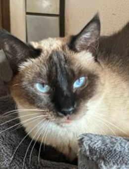 Zoe sucht ihr Zuhause - Prien (Chiemsee)
