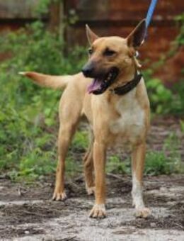 AXEL - energisch, verspielt, lernwillig - Overath