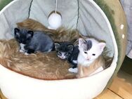 Ragdoll/Maine Coon Mix Kitten - Bernburg (Saale)