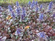 Rotblättriger Günsel "Atropurpurea" Bodendecker wintergrüne Staude - Hamburg Wandsbek