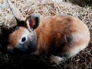 Kaninchen sucht ein schönes neues Zuhause - Groitzsch